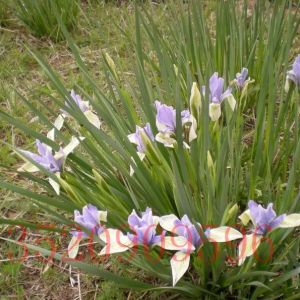 朝陽(yáng)苗木花卉批發(fā)馬蓮